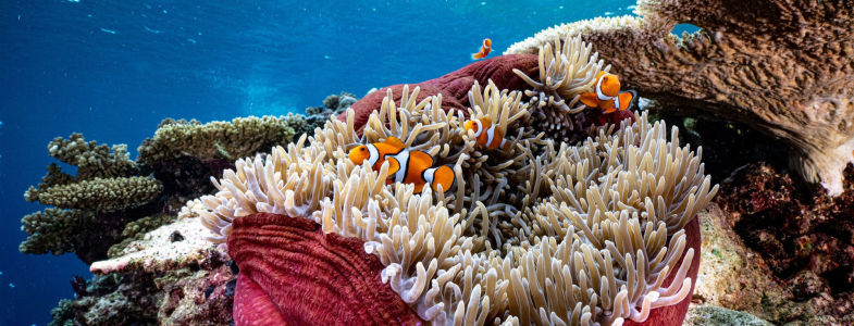 Solomon Islands Day Diving