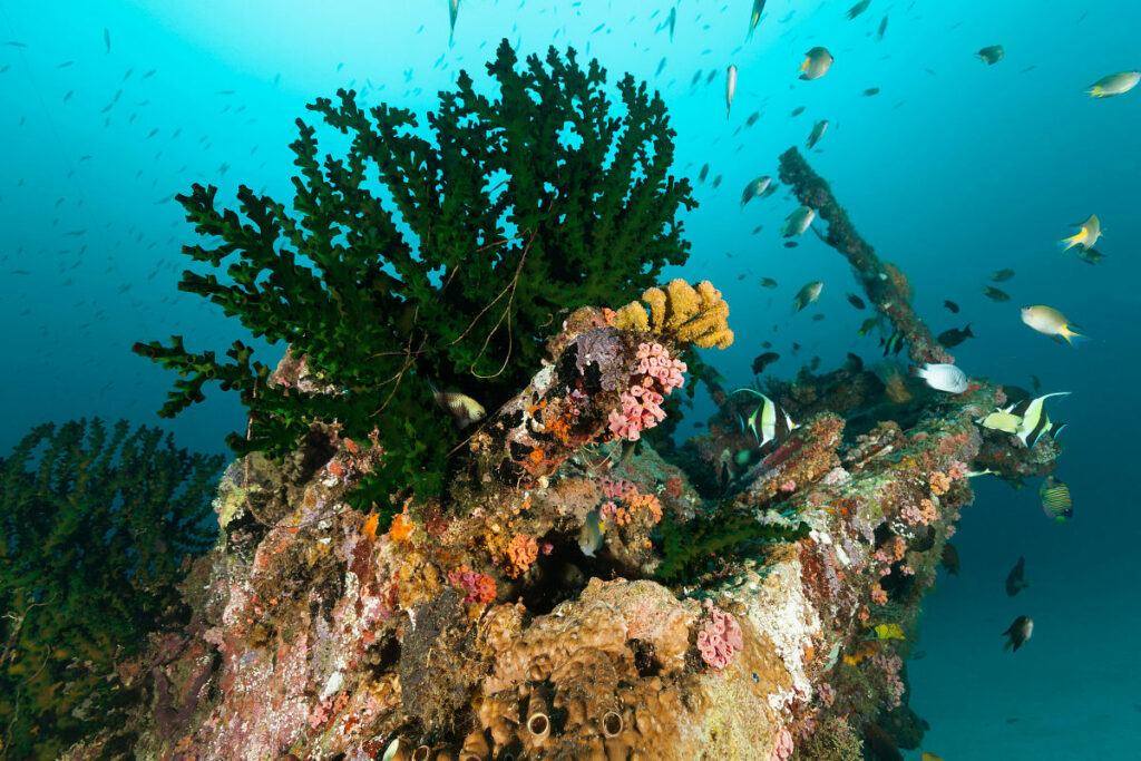 Shipwreck near Manokwari