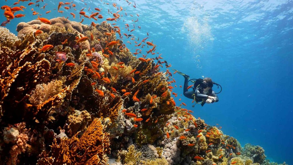 New diver exploring beauty Red Sea corals