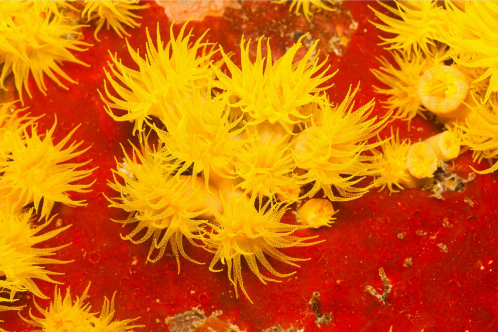 Tubastraea