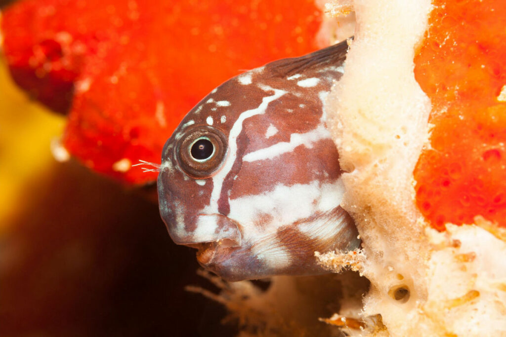Blenny