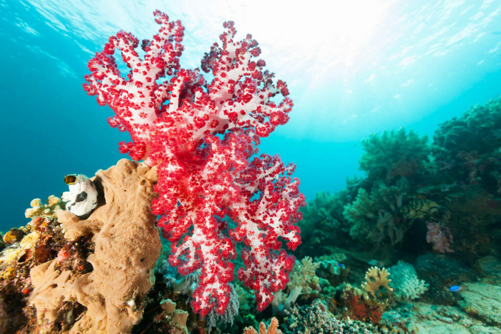Soft coral