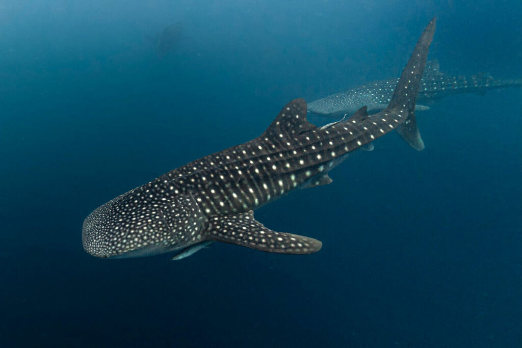 Whale sharks