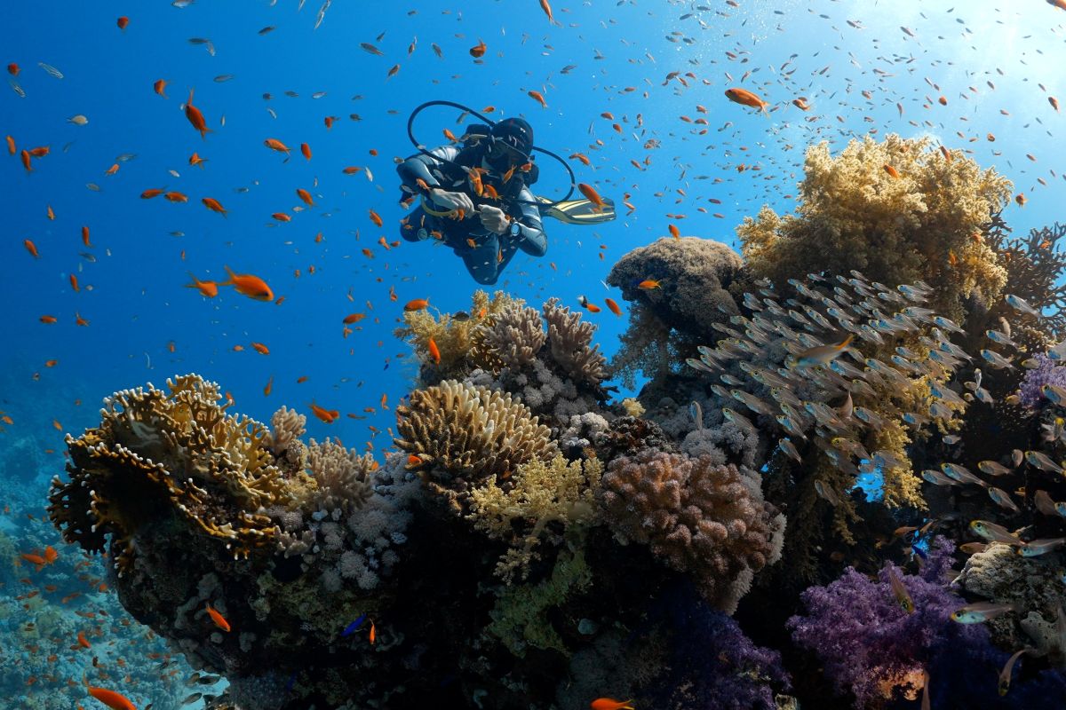 Amazing diving at Jackfish Alley 