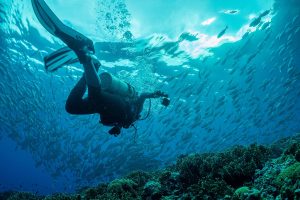 Schooling fish & divers