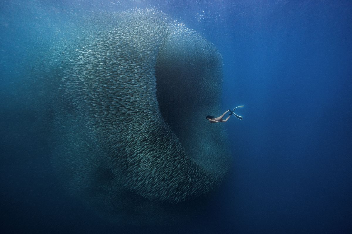 Dive Into Photography Competition winner by Ben Yavar