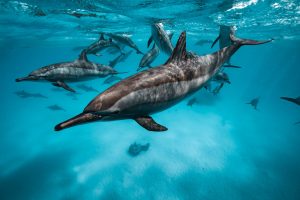 Dolphins swimming in the Red Sea