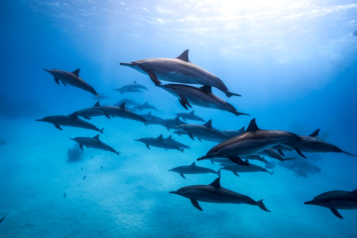 A pod of dolphins
