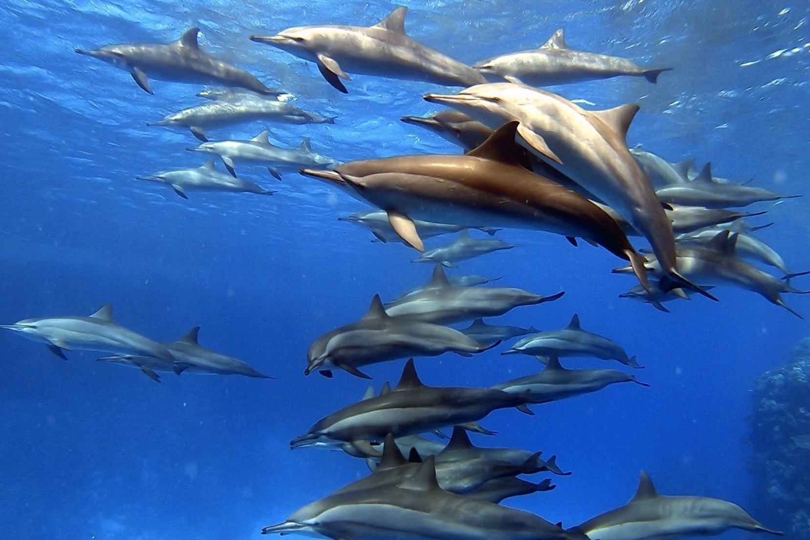 Kerry Patrick dolphins