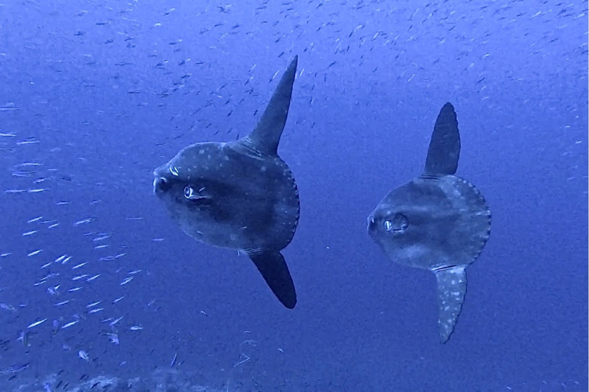 Mola Mola - Damien Groves 2