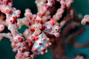 Pygmy seahorse
