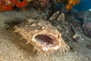 Scarlat Florian wobbegong