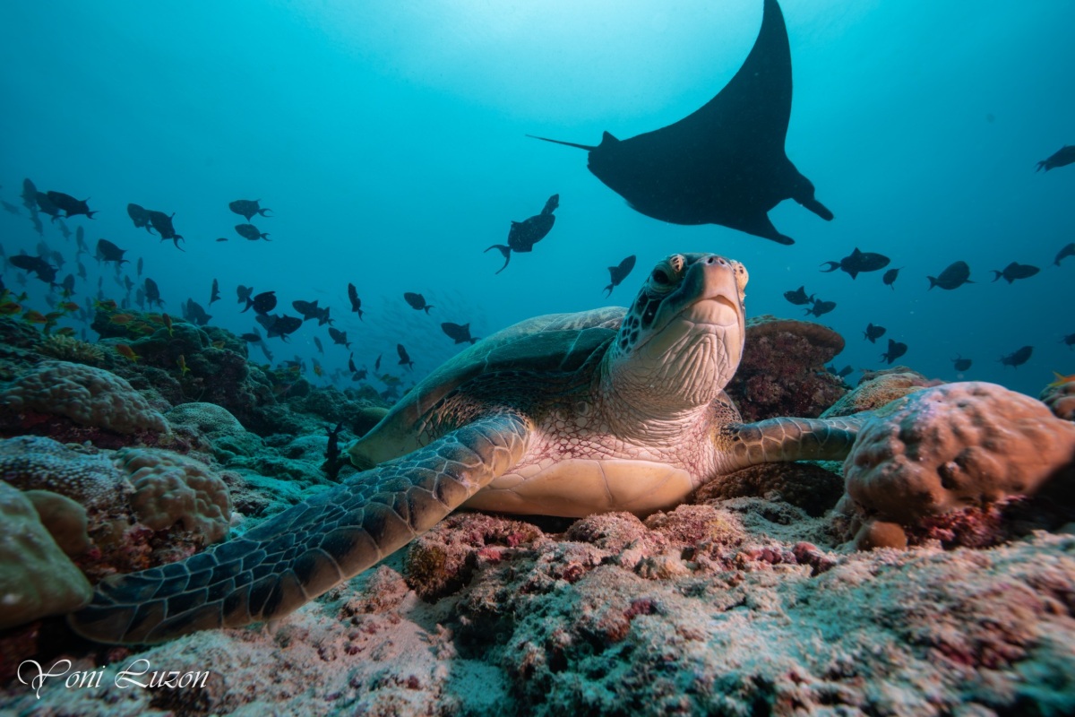 Yoni Luzon - Turtle & Manta