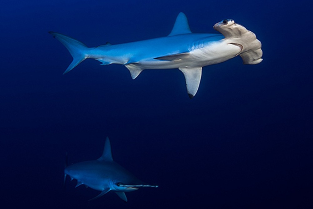 Two hammerhead sharks