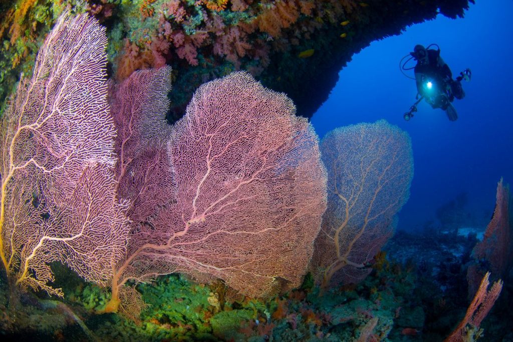 Beautiful fans while diving the Northern Highlights