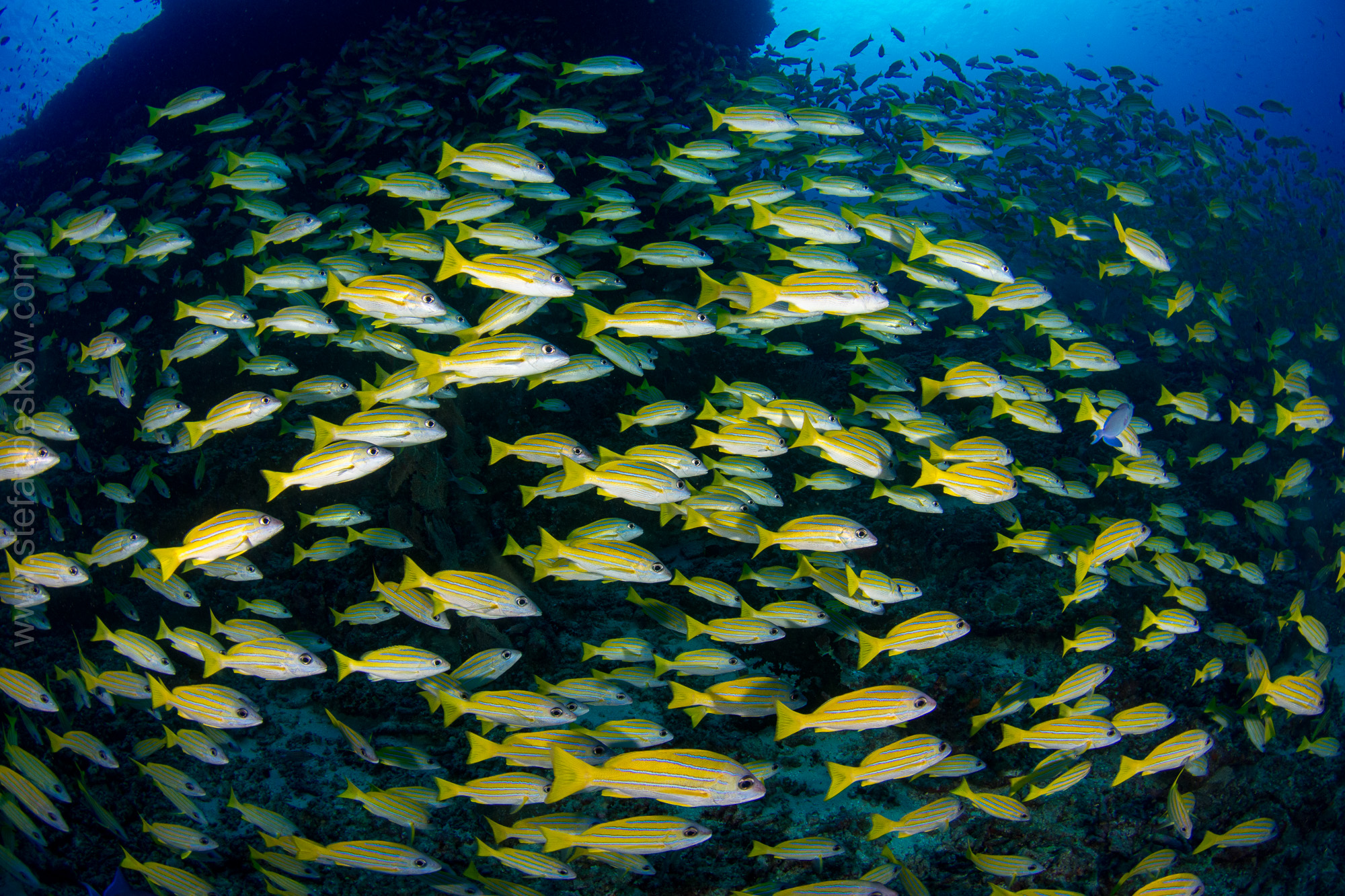 Hundreds of bright yellow fish