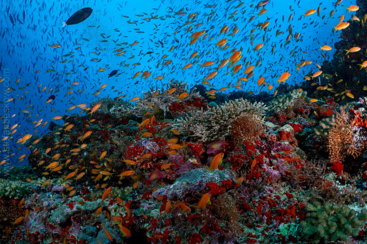 Beautiful bright fish in the Maldives
