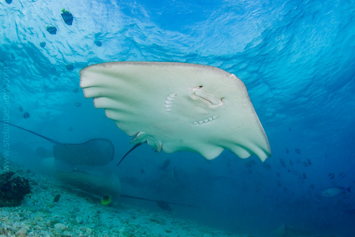 Diving with rays