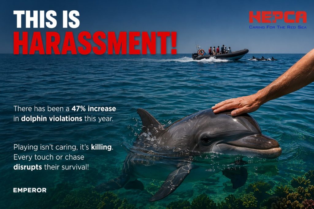 Campaign image for HEPCA's project to stop dolphin disturbance