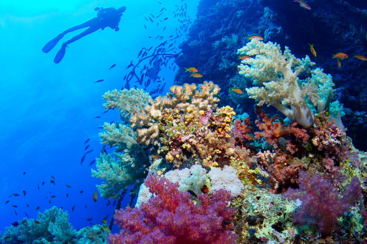 A diver floats above a stunning coral reef