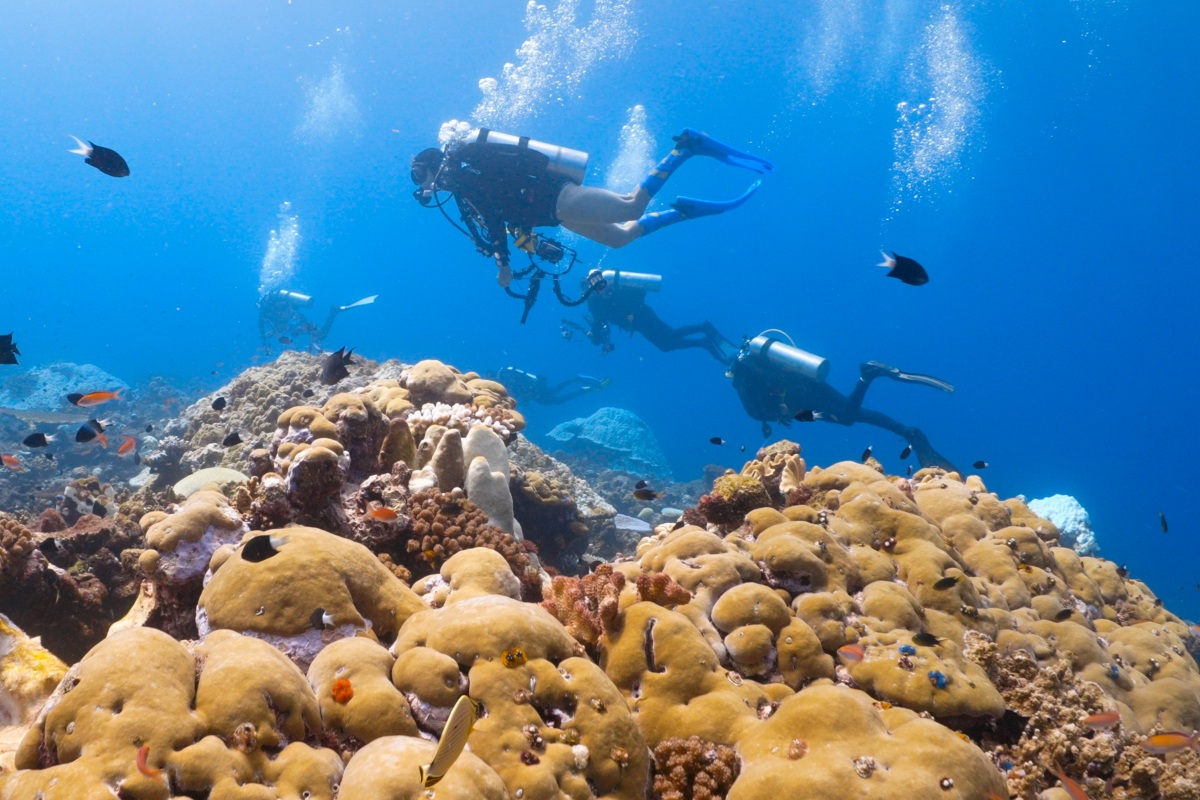 Divers enjoy beautiful coral and marine life