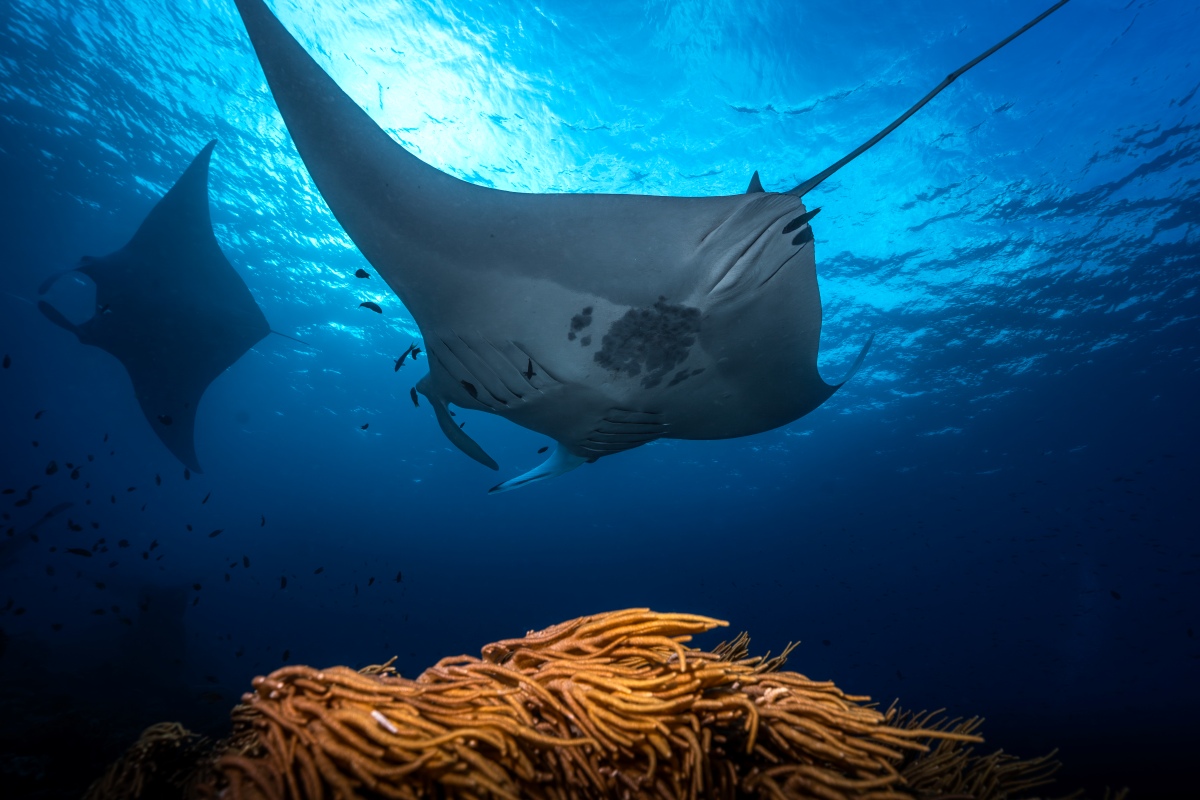 Beautiful manta glide past divers in the Maldives